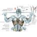 Блок для мышц спины (комбинированный) InterAtletikGym ST118